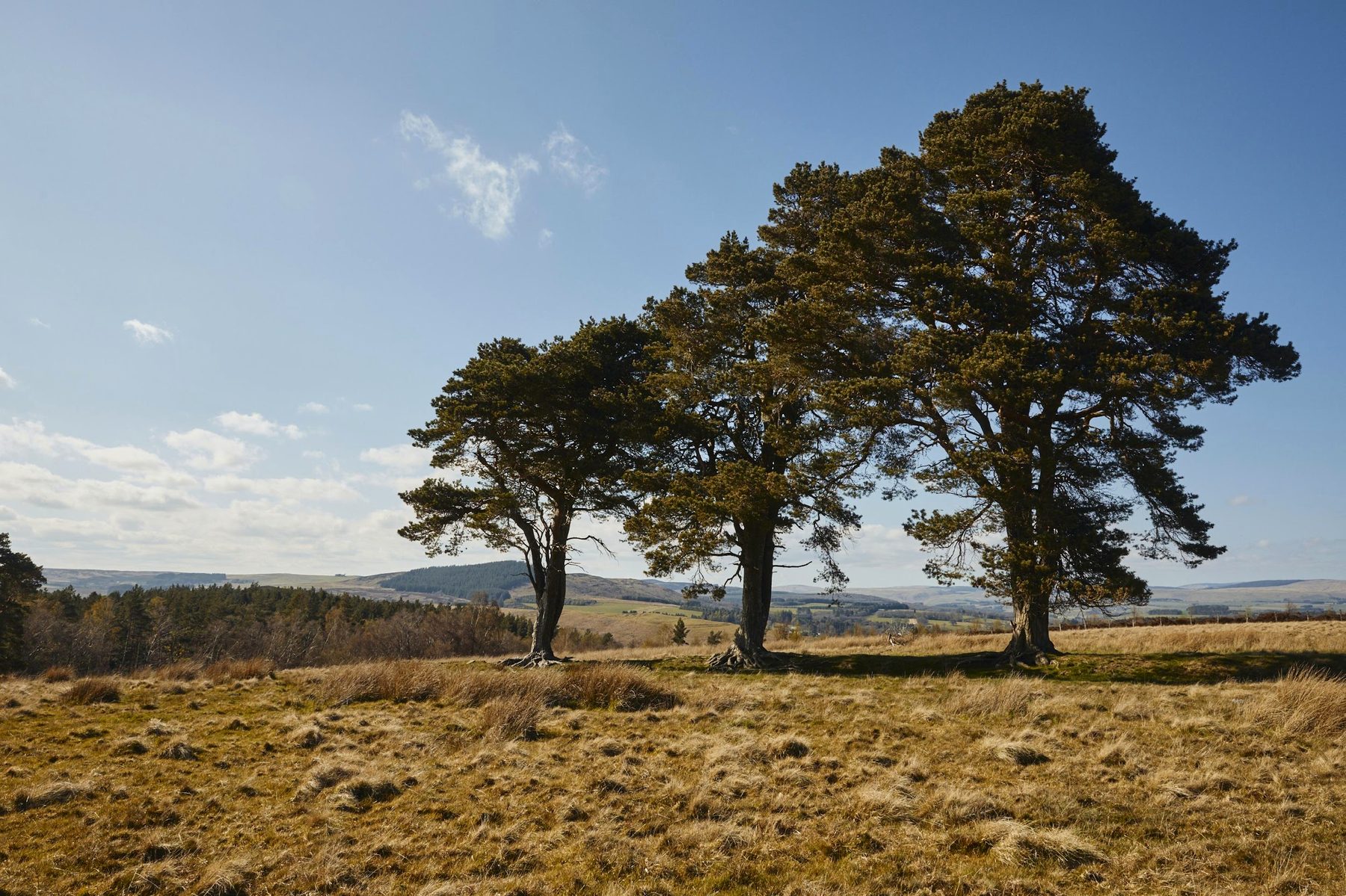 Hepple Wilds restoration