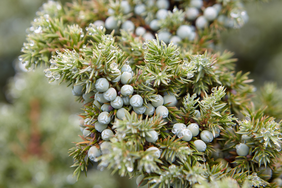 The ancient juniper groves at Hepple
